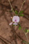 Creeping lespedeza